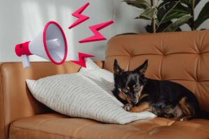 cane disteso sul divano e megafono con urla