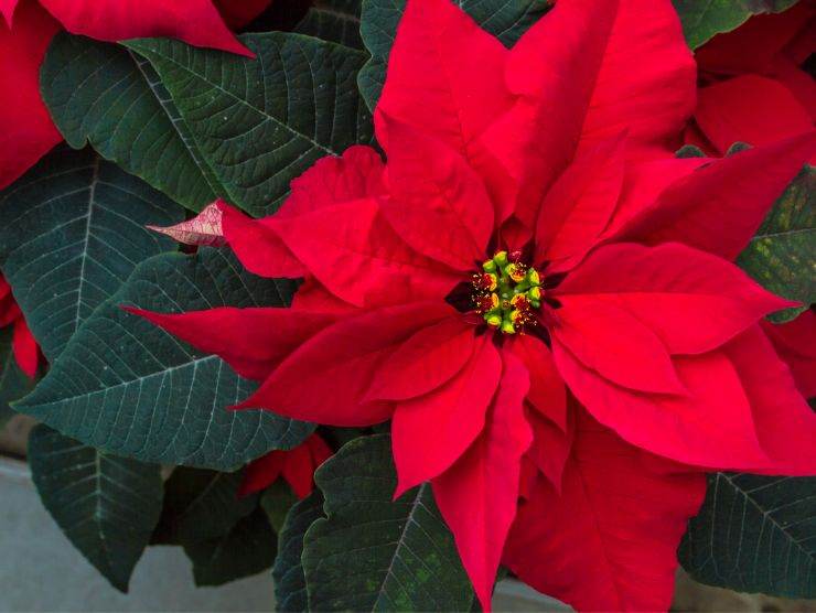 primo piano di una stella di Natale