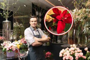 sfondo di un fioraio all'interno del suo negozio e piccola stella di Natale